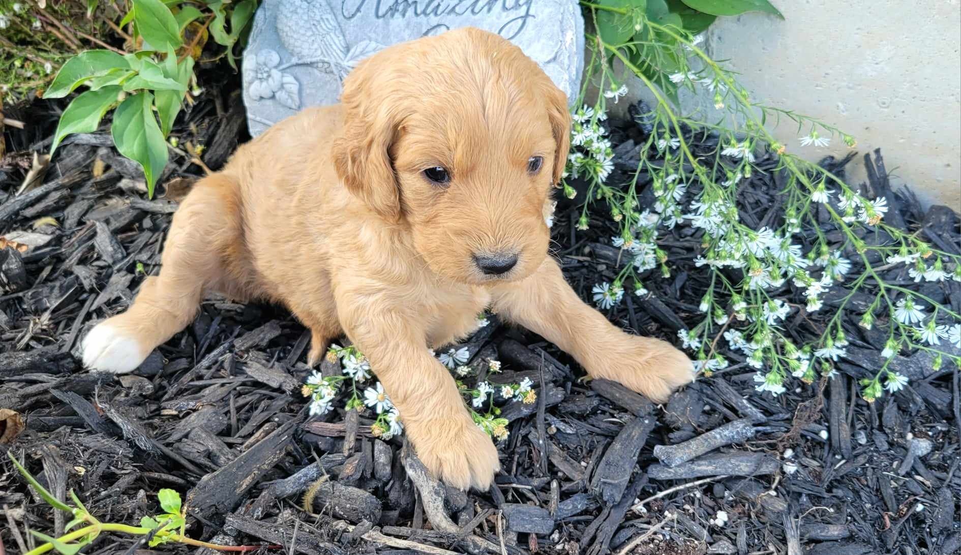 puppy, for, sale, Poodle Standard/Golden Retriever, Lana  Arnall, dog, breeder, Hartville, MO, dog-breeder, puppy-for-sale, forsale, nearby, find, puppyfind, locator, puppylocator, aca